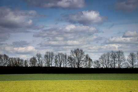 a row of trees silhouetted against a cloudy blue sky