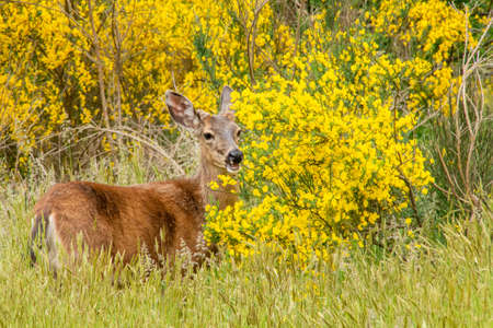 a female deer hiding behind blooming bushes in the springの写真素材