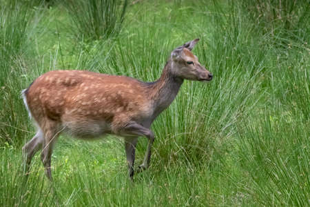 a young deer walking through tall green grassの写真素材