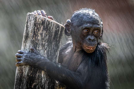 a very young monkey hanging on a piece of wood and looking right
