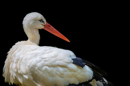 Closeup of a stork with blue eyes on a black background