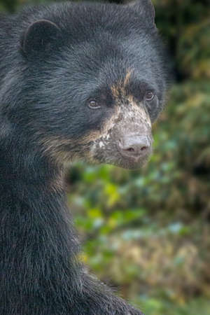 portrait of a black bear sitting in a treeの写真素材