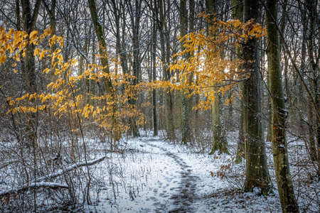 a snow covered dirt trail through a forestの写真素材