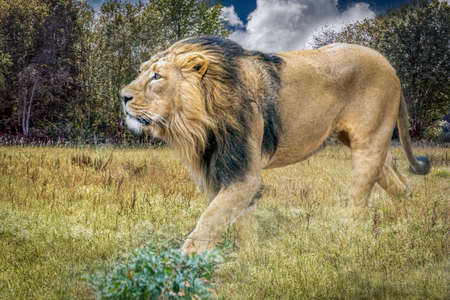 a male lion walking through tall grassの写真素材