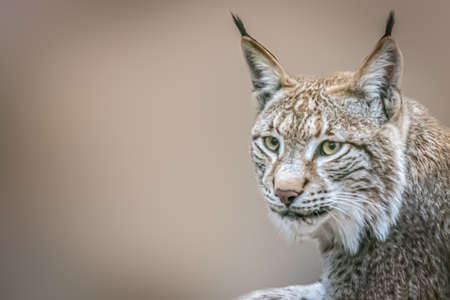 Closeup portrait of a lynx laying on the groundの写真素材