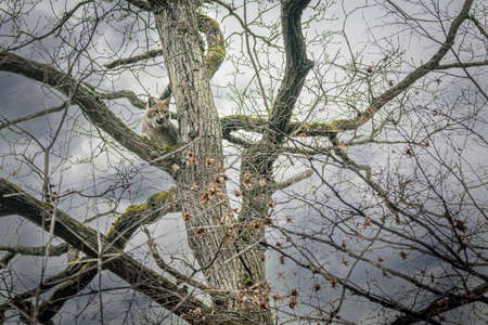 closeup of a lynx climbing a tree and sitting on a branch
