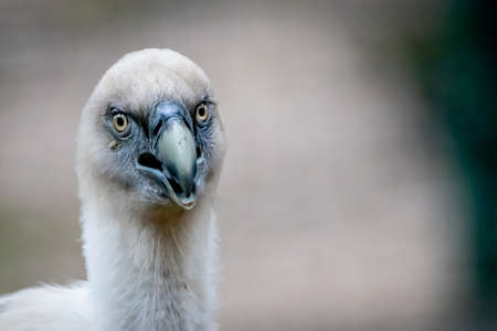 closeup portrait of a scavanger griffon vulturep