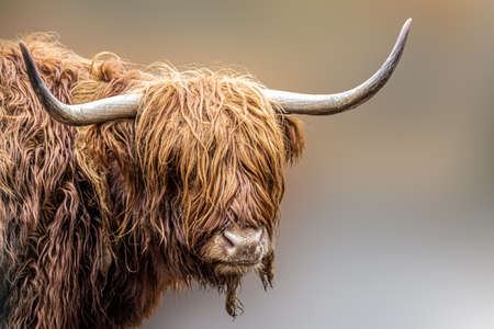 a long haired scottish highlander cow on a brown background