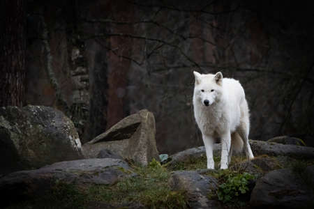 a european tundra wolf standing on top of a mountain of rocksの写真素材
