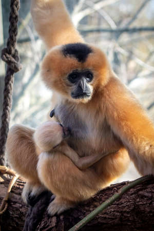 a gibbon monkey carrying a babyの写真素材