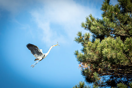 portrait of a flying heronの写真素材