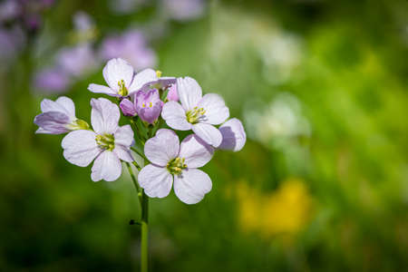 close-up of a purple spring liverwort flower on the forest floorの写真素材