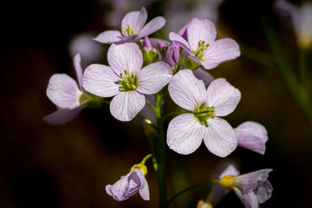 close-up of a purple spring liverwort flower on the forest floor