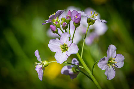 close-up of a purple spring liverwort flower on the forest floorの写真素材