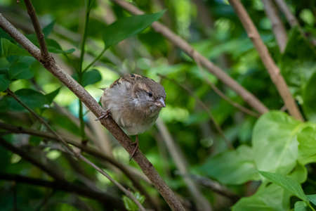 a small house sparrow sitting in the bushesの写真素材