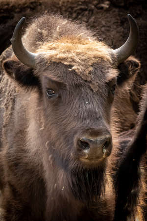 vertical portrait of a bison buffalo