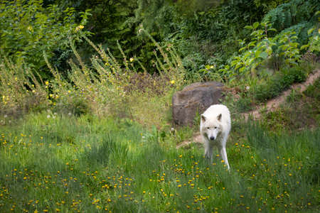 portrait of a white european tundra wolf walking through the forest
