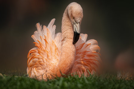 a pink flamingo sitting in the green grassの写真素材