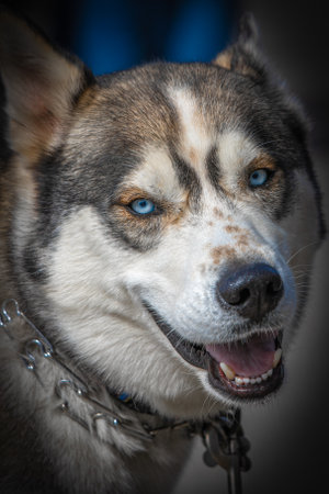 closeup portrait of a husky with blue eyesの写真素材