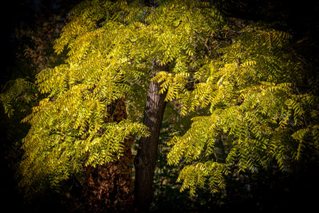 a single tree with green leaves turning red in the fallの写真素材