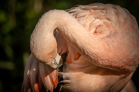 a flamingo grooming its feathers in the warm sun on a summer dayの写真素材