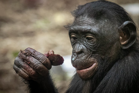 a bonobo monkey eating a beet holding in its handの写真素材