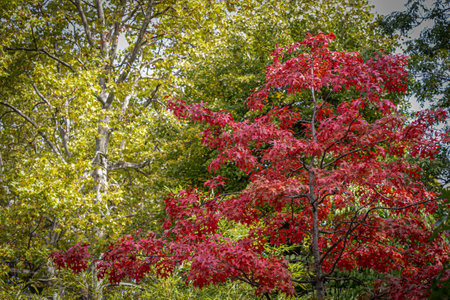 autumn colored leaves on several trees changing colorsの写真素材