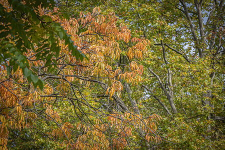 autumn colored leaves on several trees changing colorsの写真素材