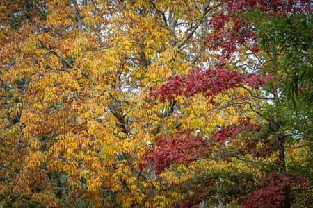 autumn colored leaves on several trees changing colorsの写真素材