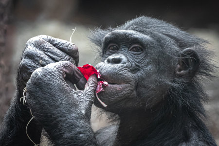 a monkey eating a red salad holding in his handの写真素材