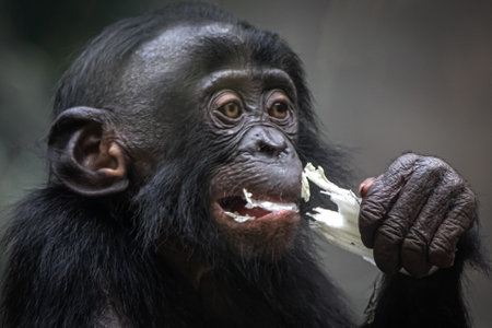cute photo of a young chimpanzee eating saladの写真素材