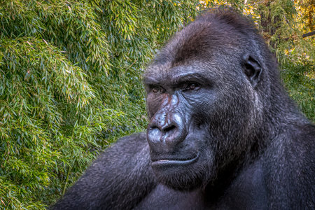 closeup of a wild male gorilla in the jungleの写真素材