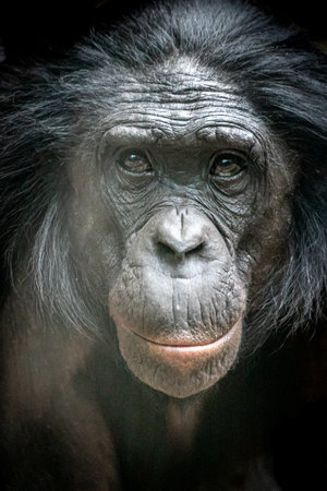 closeup portrait of a bonobo monkey looking forwardの写真素材