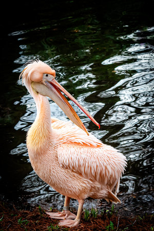 a large pink pelican standing near the waters edgeの写真素材