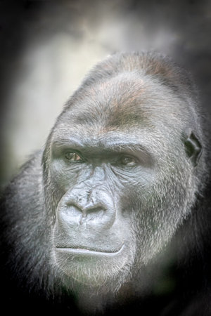 portrait of a strong male gorillaの写真素材