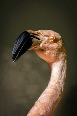 portrait of a flamingo against a dark green backgroundの写真素材