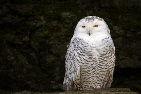 low key portrait of a white snowy owlの写真素材