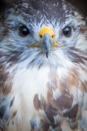 closeup vertical portrait of a common buzzardの写真素材