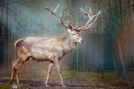 a large elk red deer standing in the forest with sunraysの写真素材