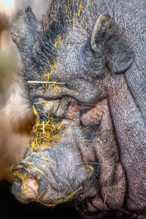 vertical portrait of a pot bellied pigの写真素材