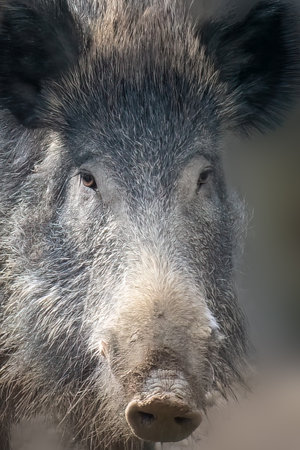 closeup of a wild pigの写真素材