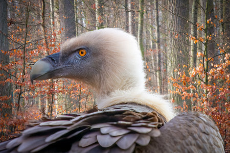 portrait of a griffon vulture in the forestの写真素材
