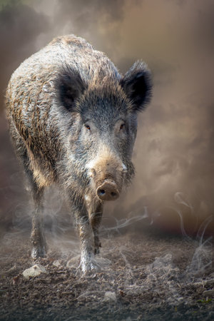 closeup of a wild pigの写真素材