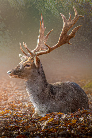 a buck stag deer sitting in the forest on leavesの写真素材