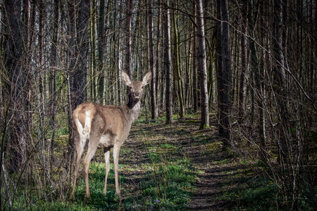 An european red deer standing in the forest among treesの写真素材