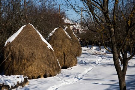 pile of dry grass in winter with snowの写真素材