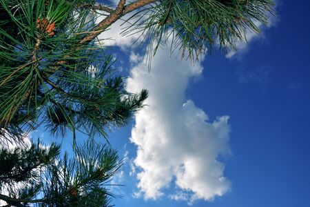 Sky through tree branches on a sunny dayの写真素材