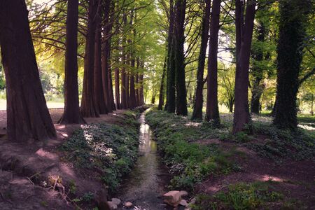 A small river between trees in the forestの写真素材