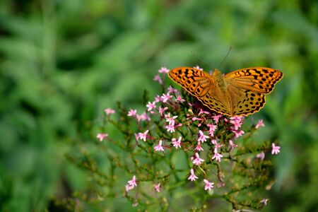 An orange butterfly sitting on some pink flowersの写真素材