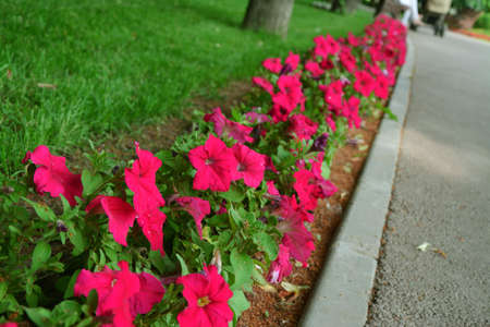 A string of fuchsia flower in a parkの写真素材